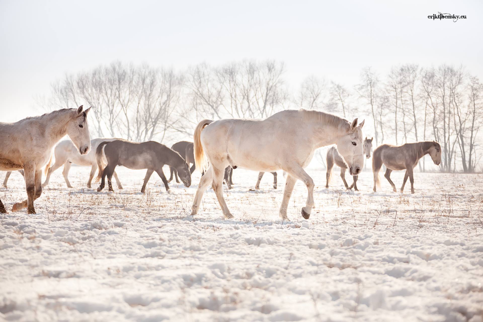www.eriktibensky.eu-fotograf-kone-wild-horses-photography-1000