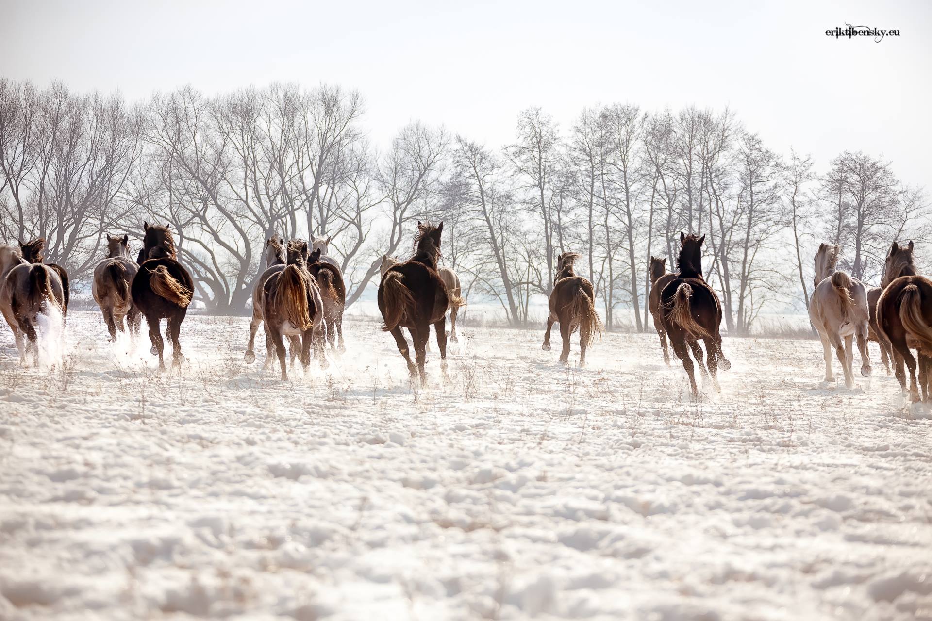 www.eriktibensky.eu-fotograf-kone-wild-horses-photography-1001